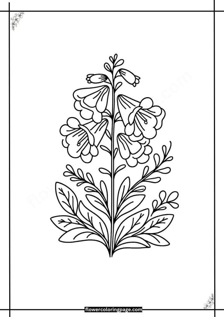 Penstemon Coloring Pages