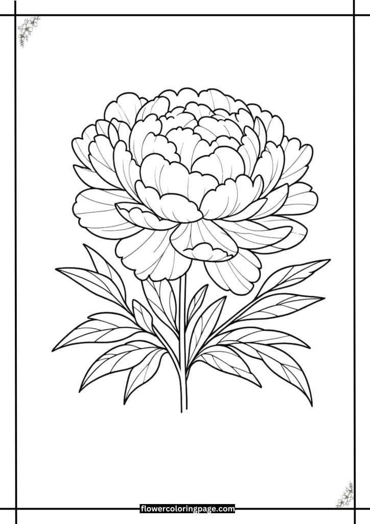 Peony Coloring Pages