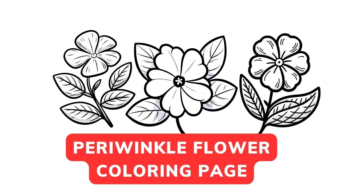 Periwinkle Flower Coloring Page