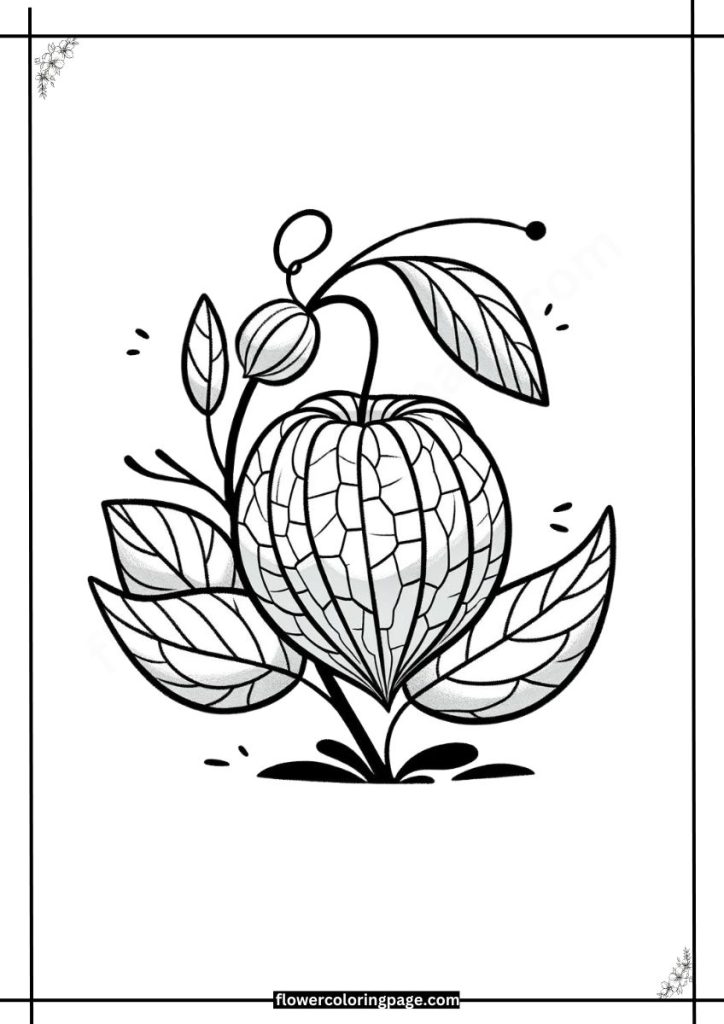 Physalis Coloring Pages