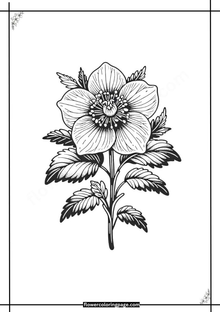 Printable Hellebore Coloring Pages