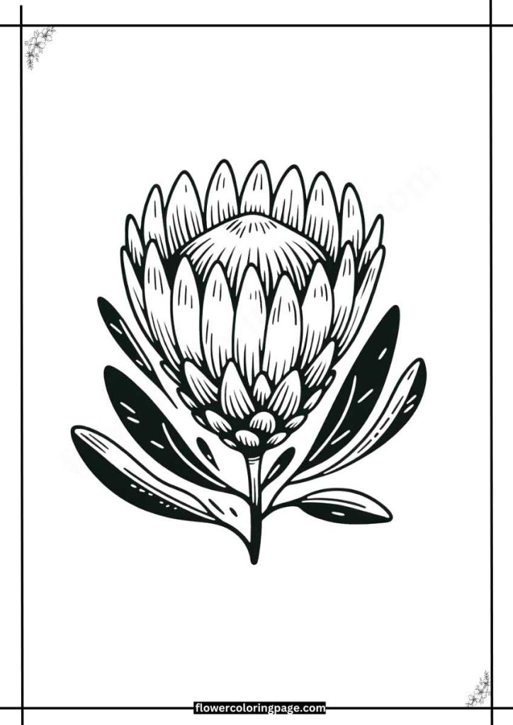 Protea Coloring Pages