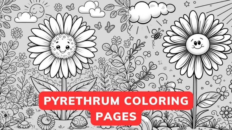 Pyrethrum Coloring Page