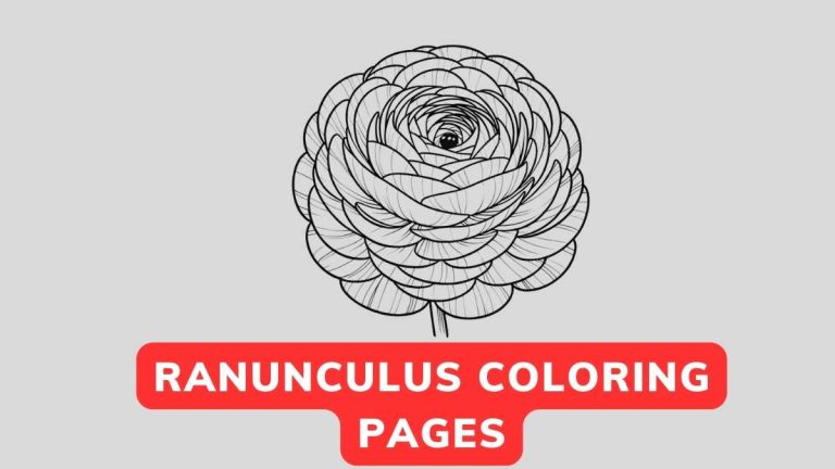 Ranunculus Coloring Page