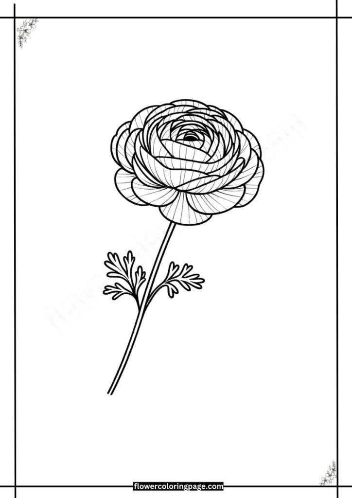 Ranunculus Coloring Pages