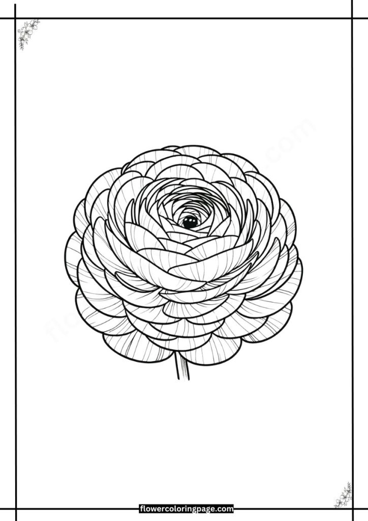 Ranunculus Coloring Pages Printable