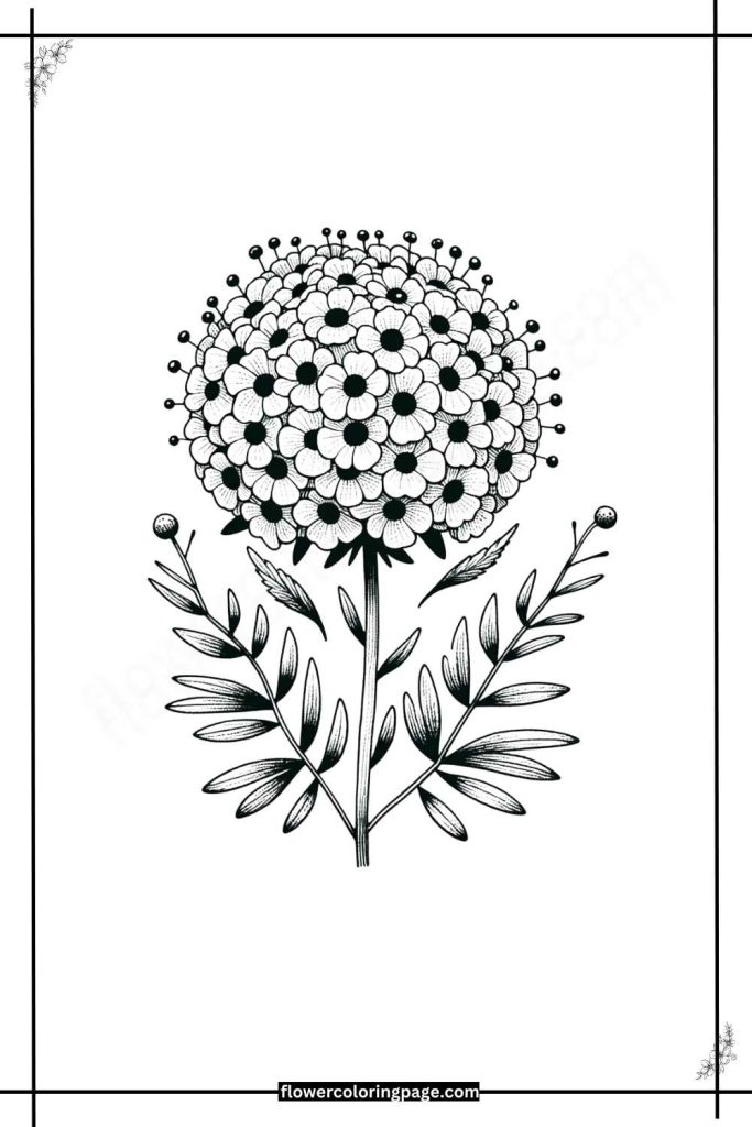 Scabiosa Flower Coloring Pages