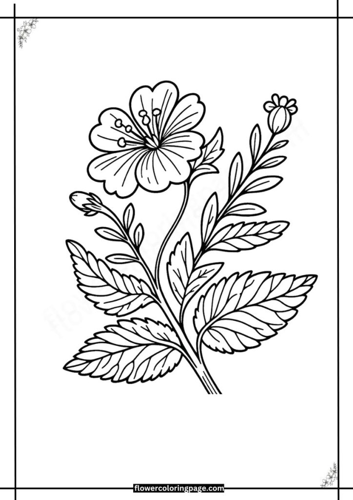 Schizanthus Coloring Pages