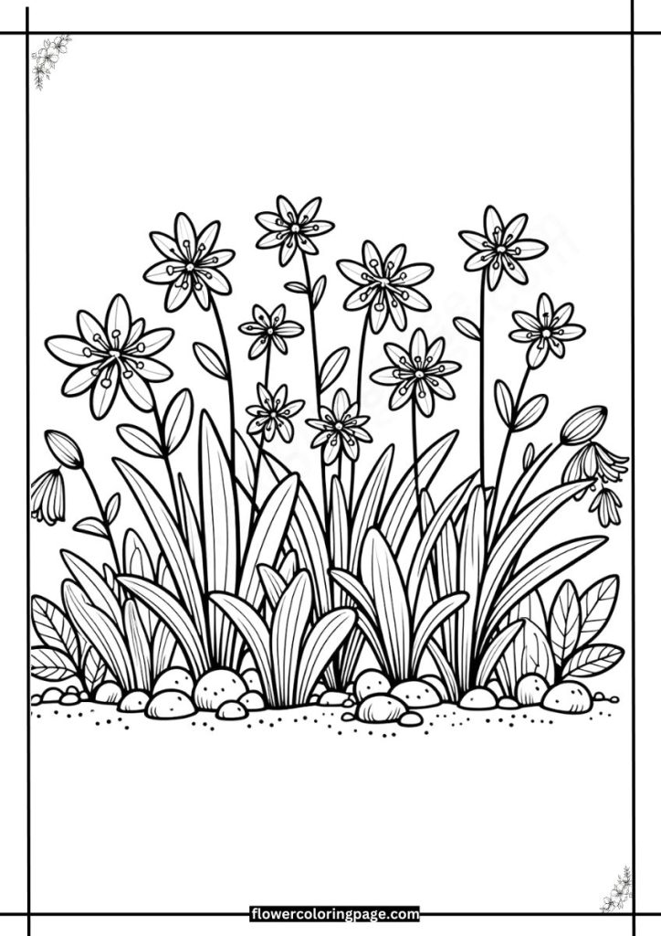 Scilla Coloring Pages