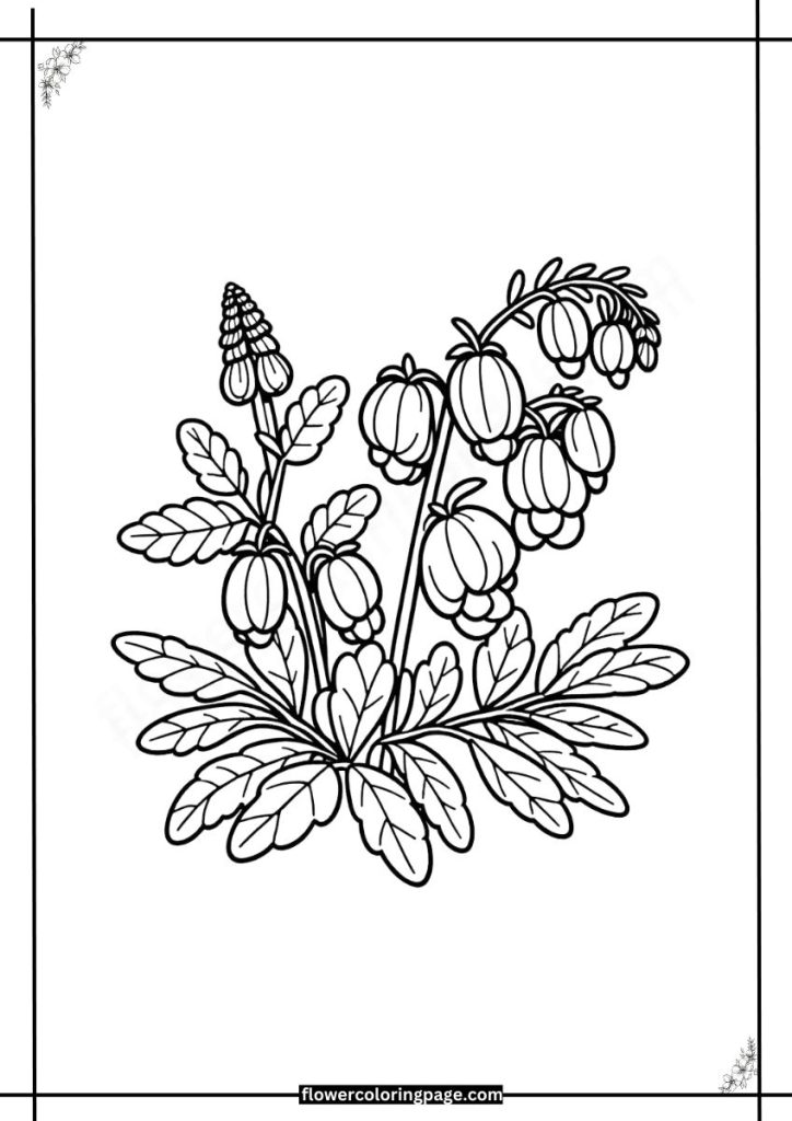Scutellaria Coloring Pages