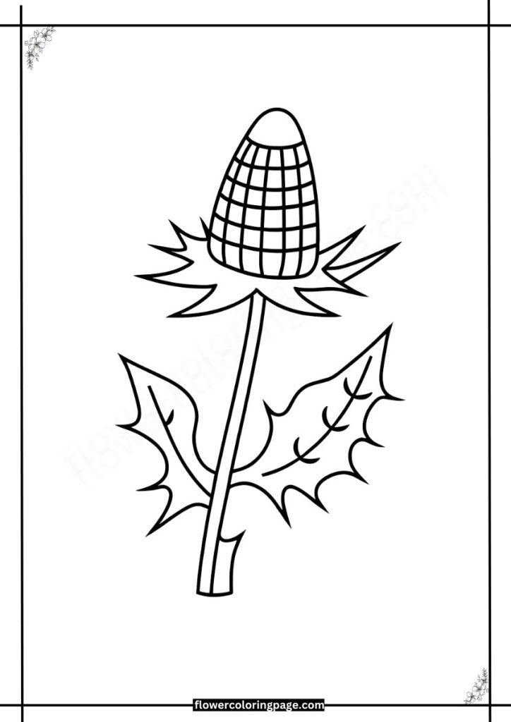 Sea Holly Coloring Pages