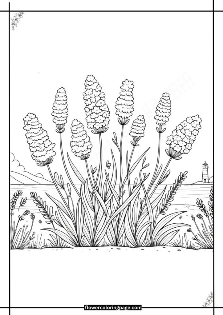 Sea Lavender Coloring Pages