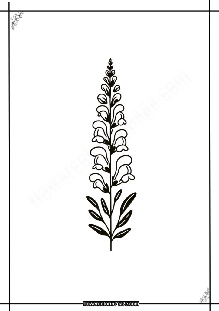 Snapdragon Coloring Pages