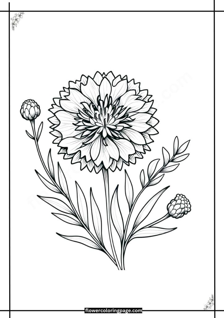 bachelor's button coloring pages free download