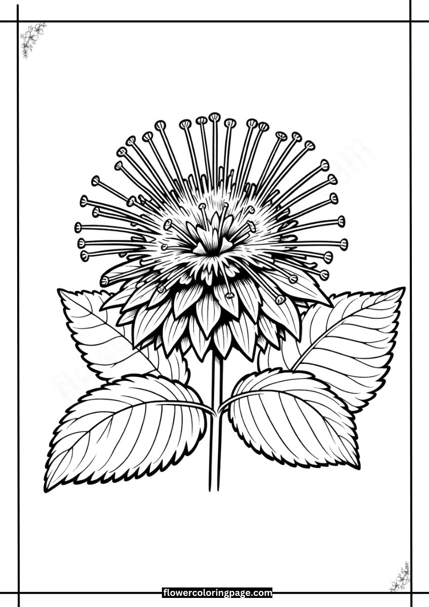 Printable Bee Balm Coloring Pages Free PDF Flower Coloring Page