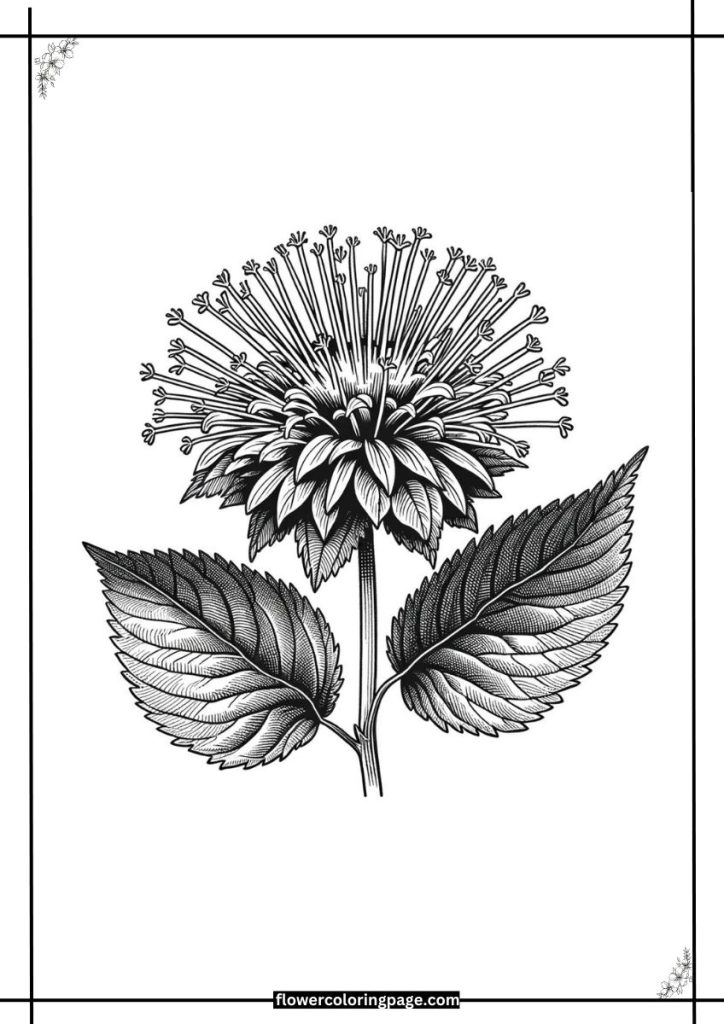 bee balm coloring pages free download