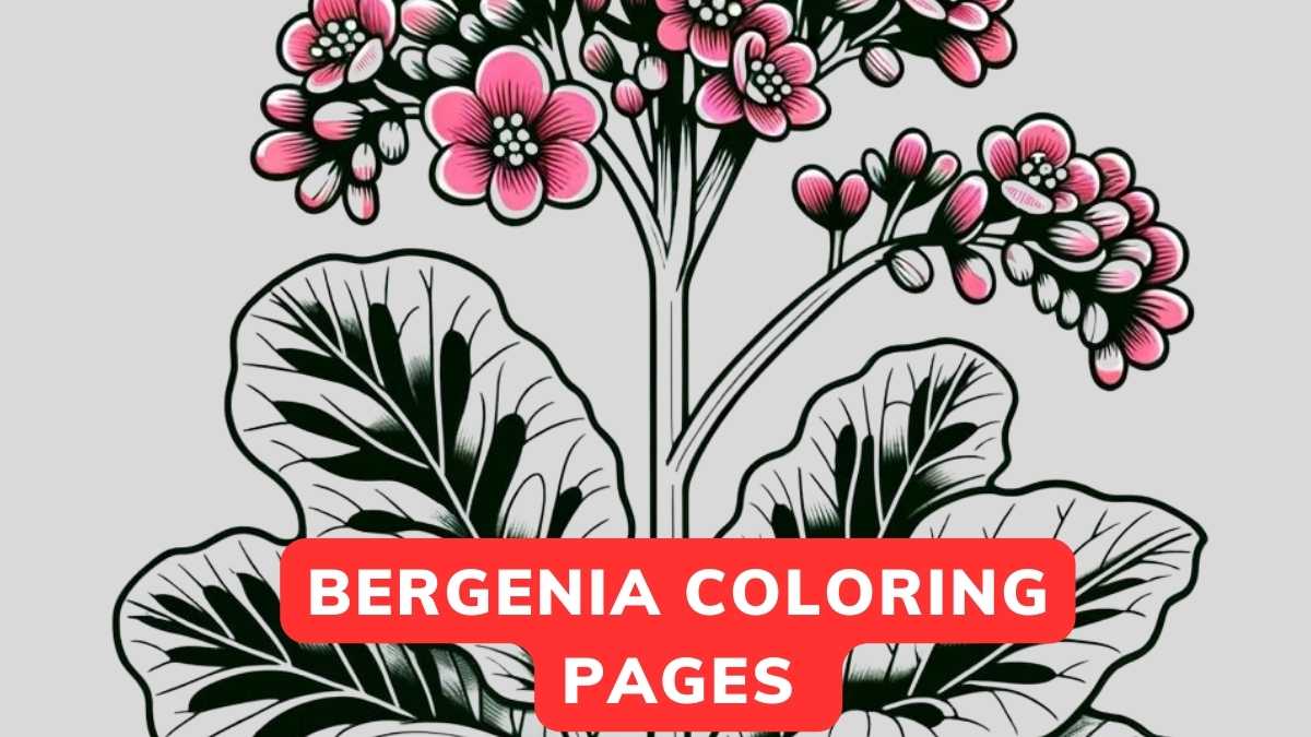 bergenia coloring page