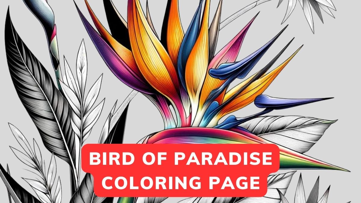 bird of paradise coloring pages