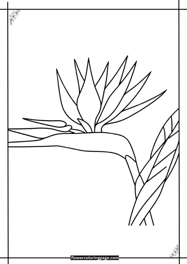 bird of paradise coloring pages