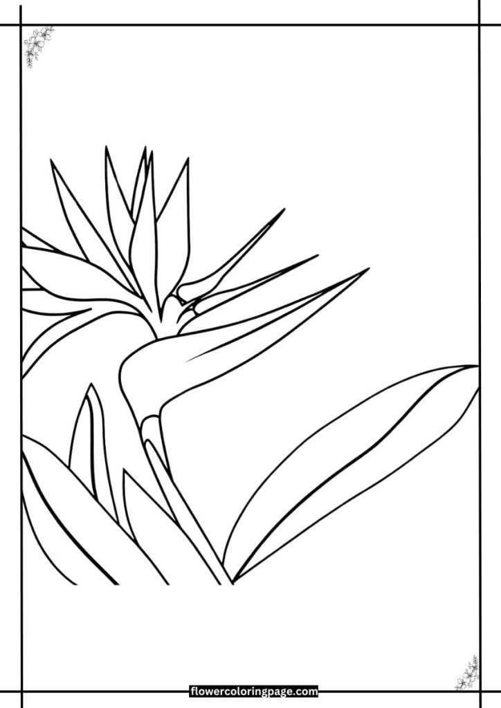 bird of paradise flower coloring page