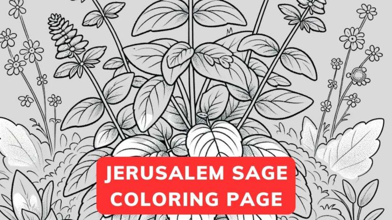 Jerusalem Sage Coloring Page