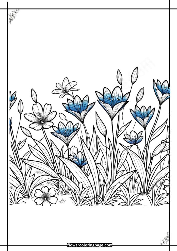 blue eyed grass coloring pages