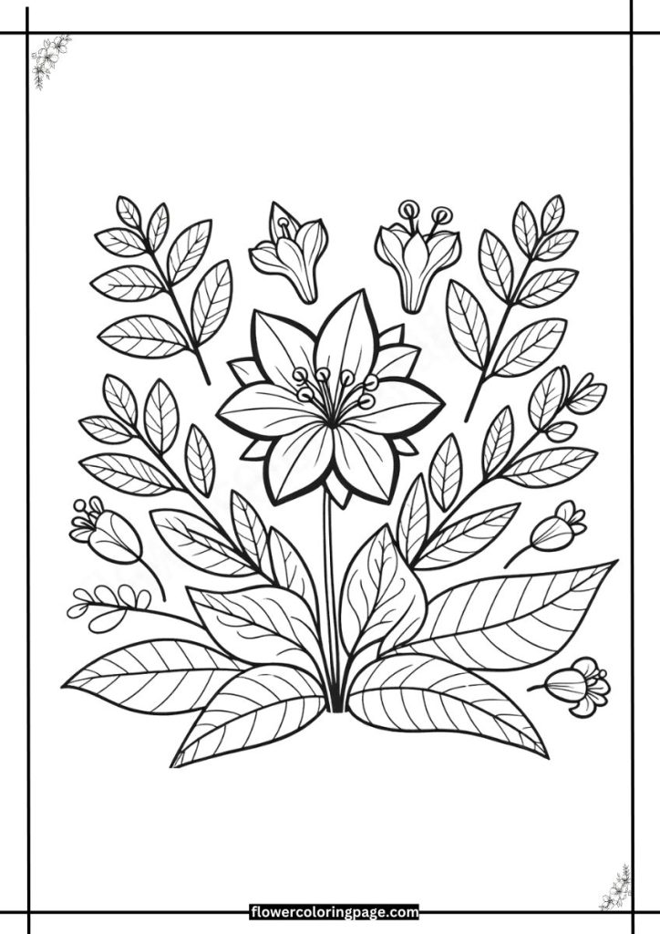 bouvardia coloring pages