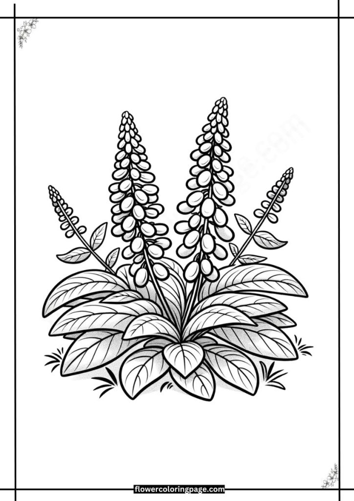 bugleweed coloring pages