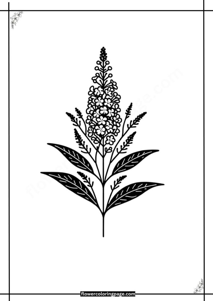 butterfly bush coloring pages printable