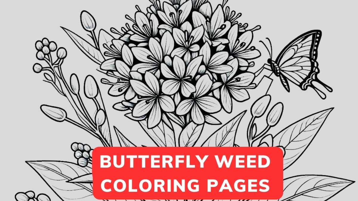 butterfly weed coloring page