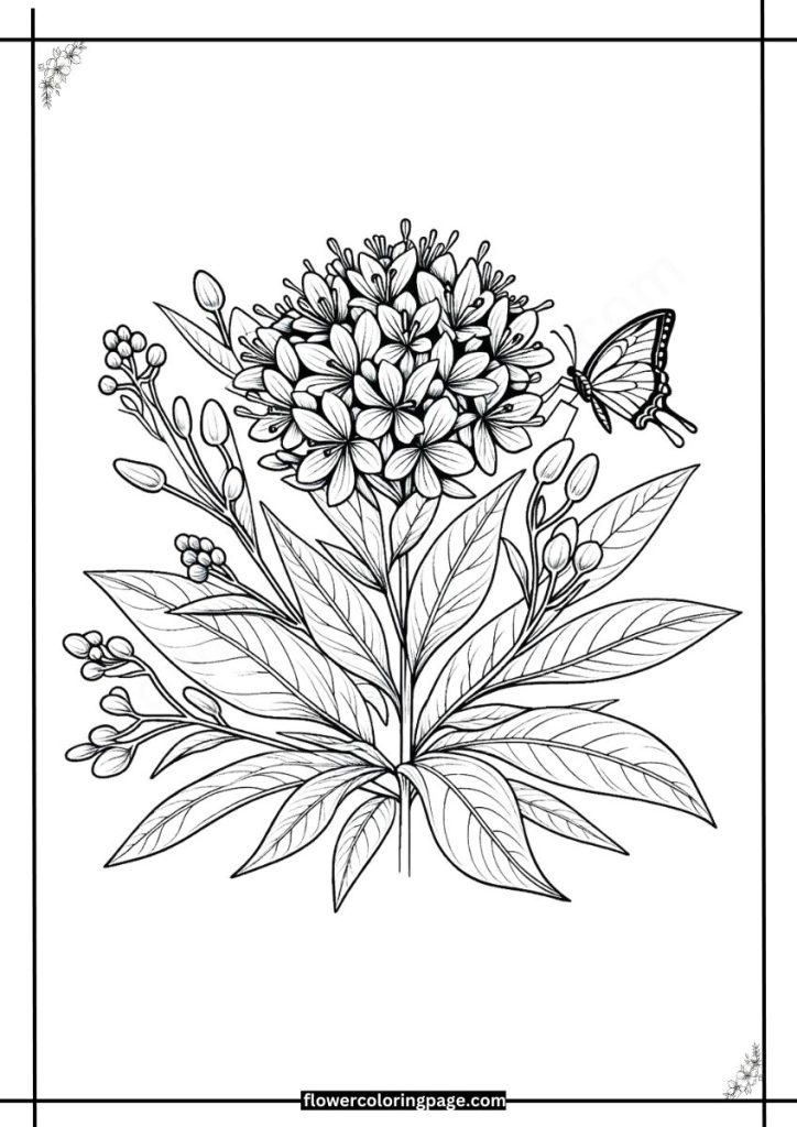 butterfly weed coloring pages printable