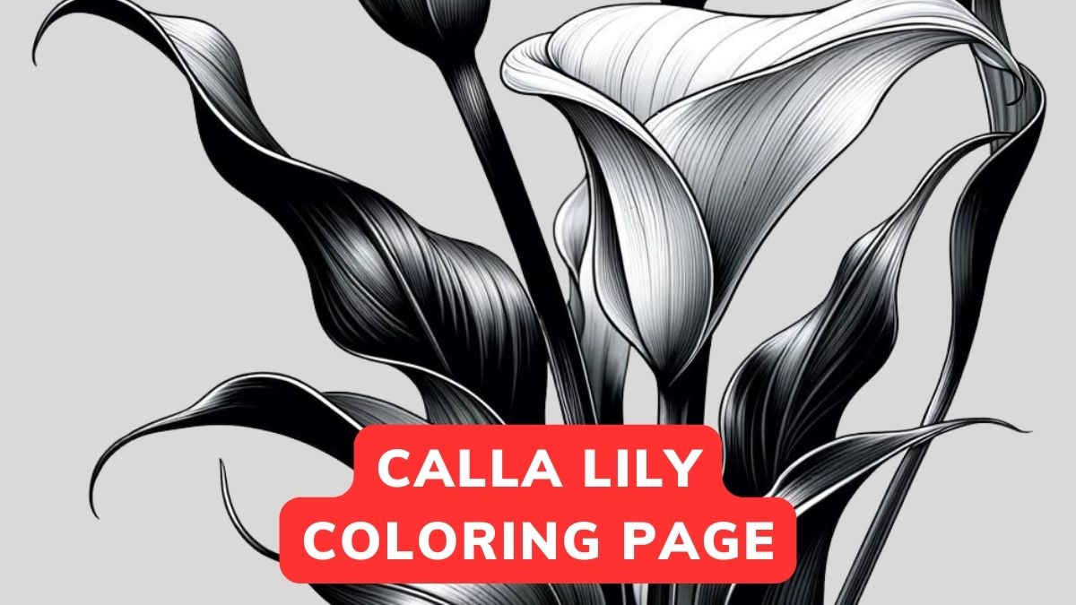 calla lily coloring page