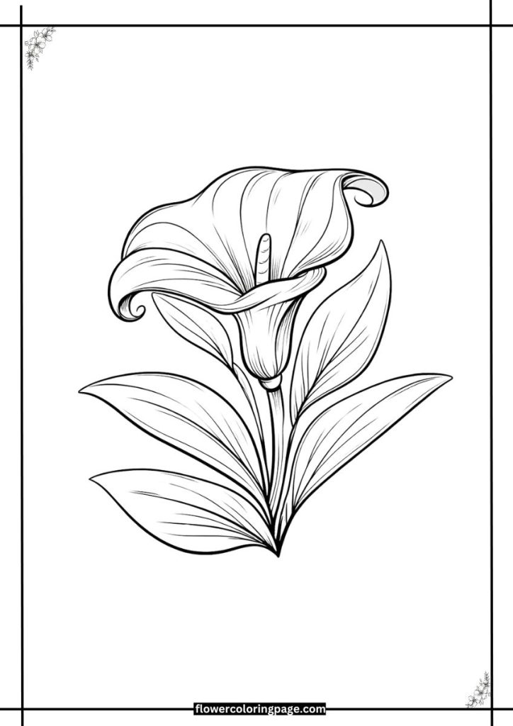 calla lily coloring page