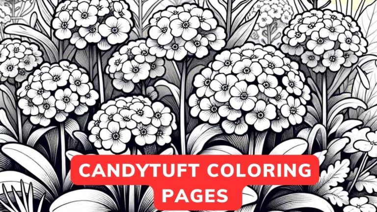 candytuft coloring page