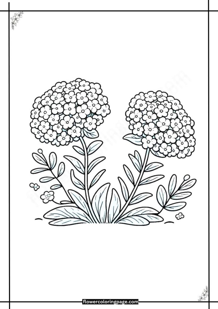 candytuft coloring pages