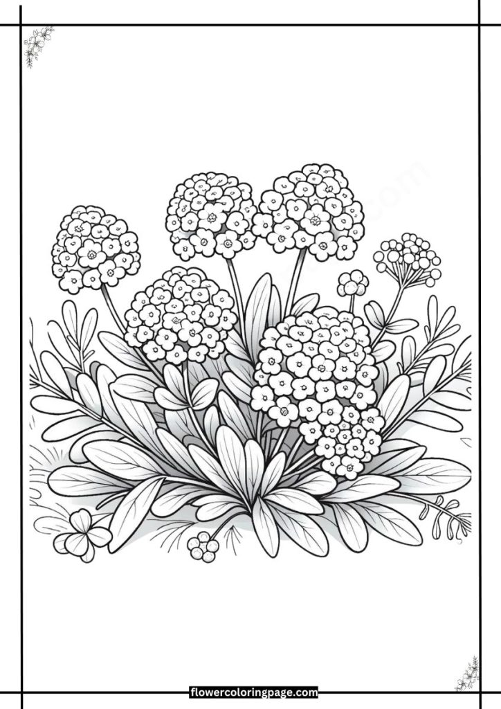 candytuft coloring pages free download