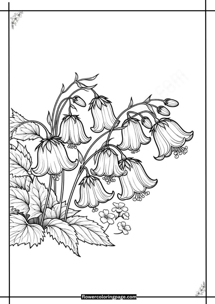 canterbury bells coloring pages