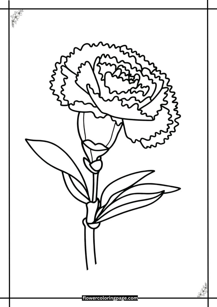 carnation coloring pages