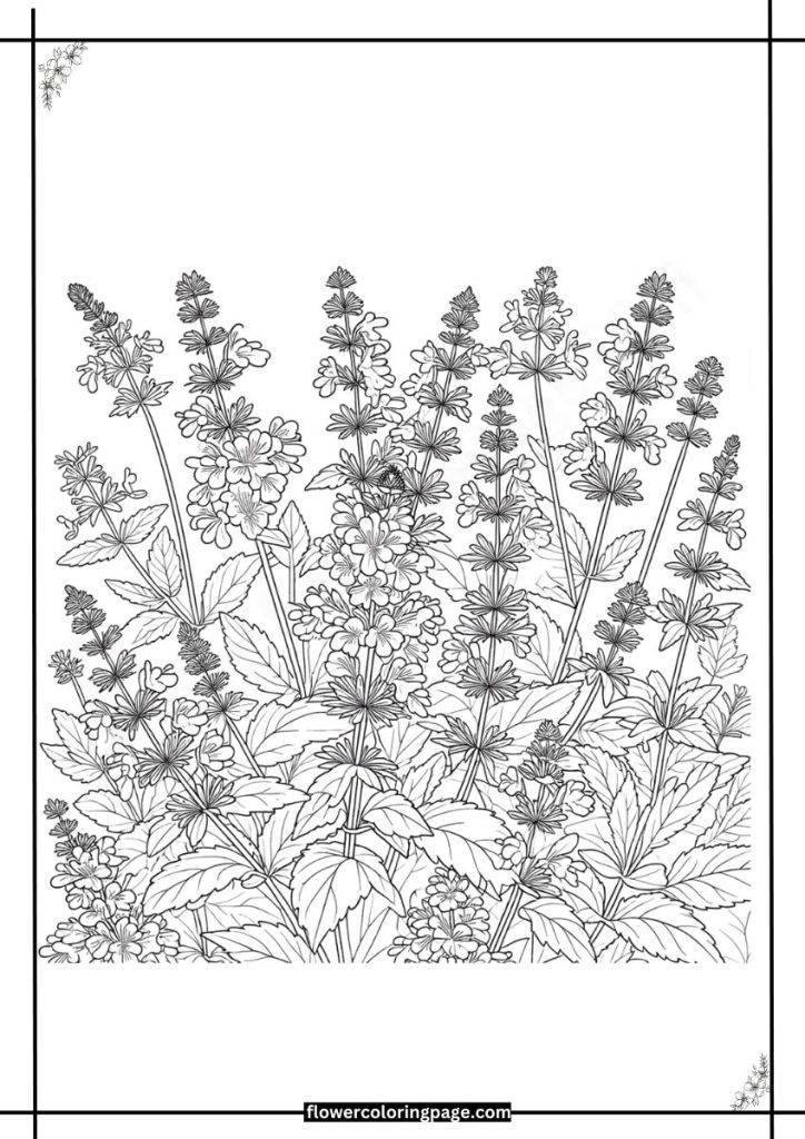 catmint coloring pages