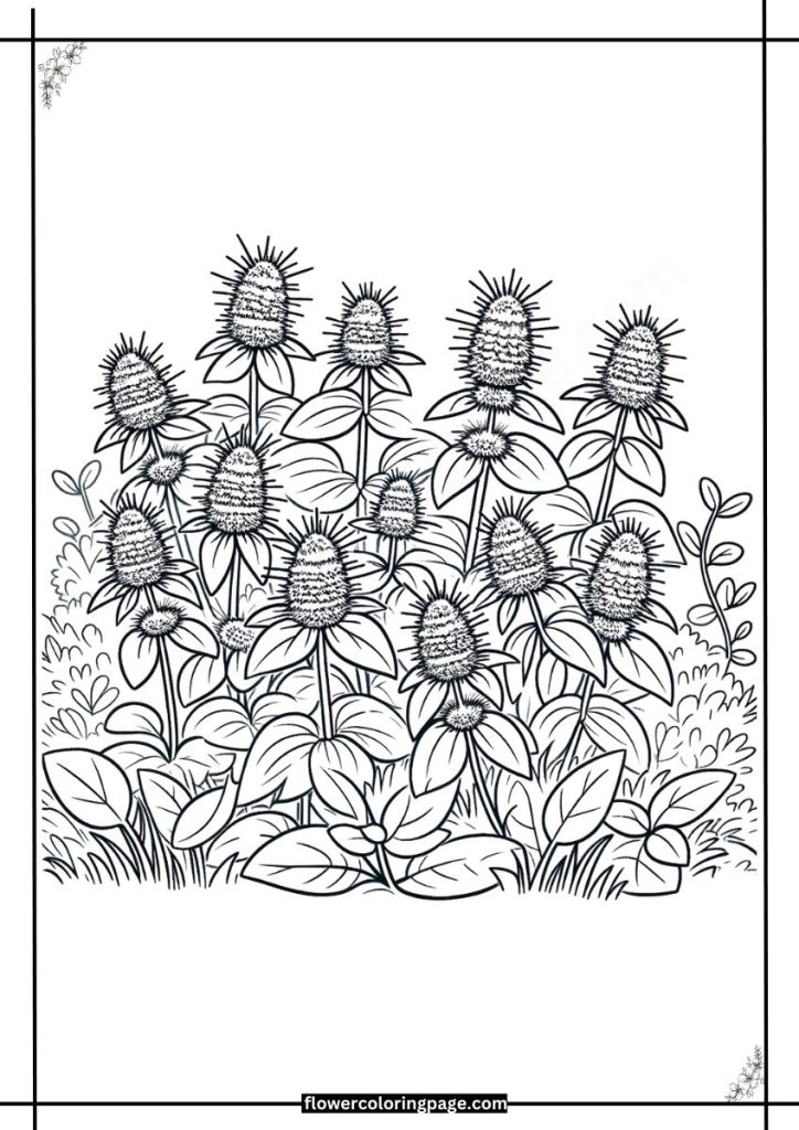 catmint coloring pages free download