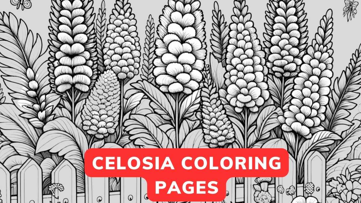 celosia coloring page