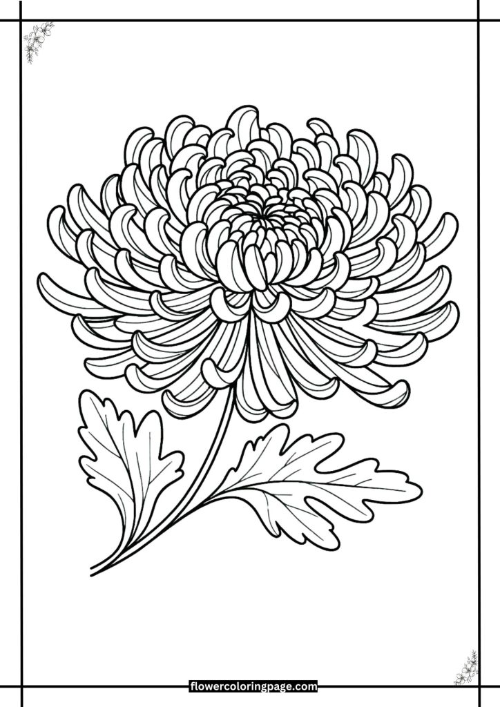 chrysanthemum coloring pages