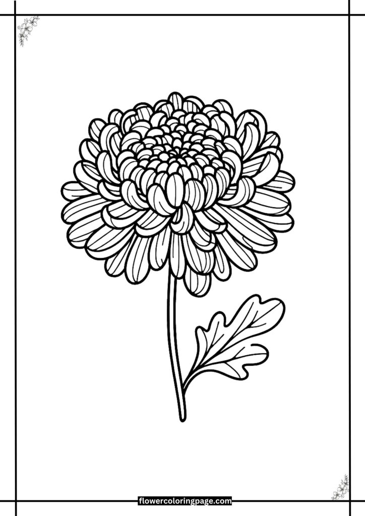 chrysanthemum flower coloring pages