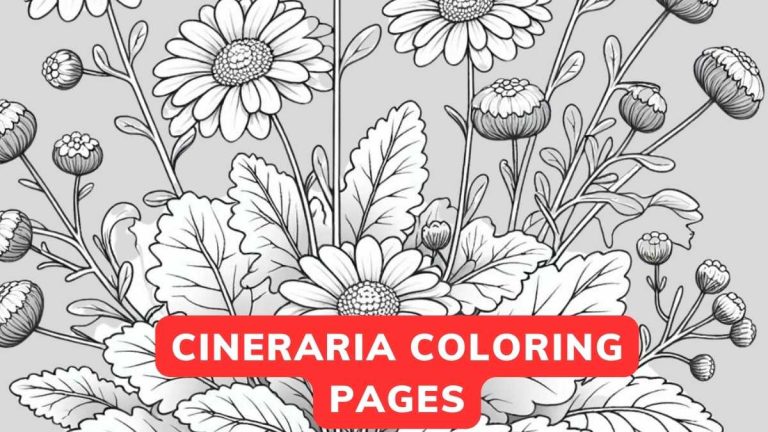 cineraria coloring page