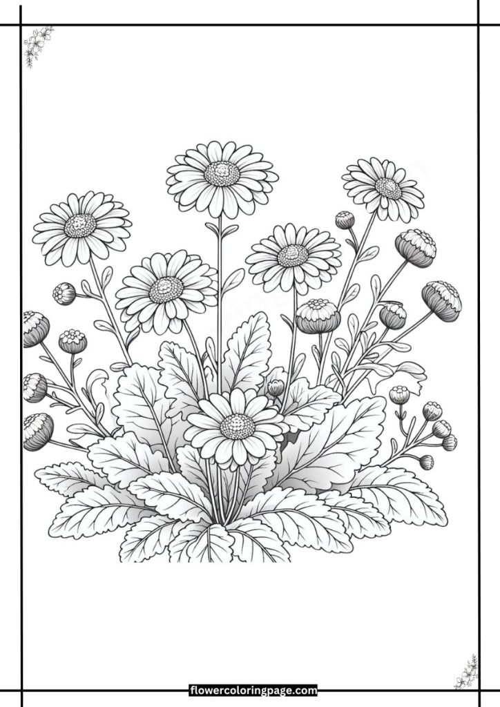 cineraria coloring pages free download