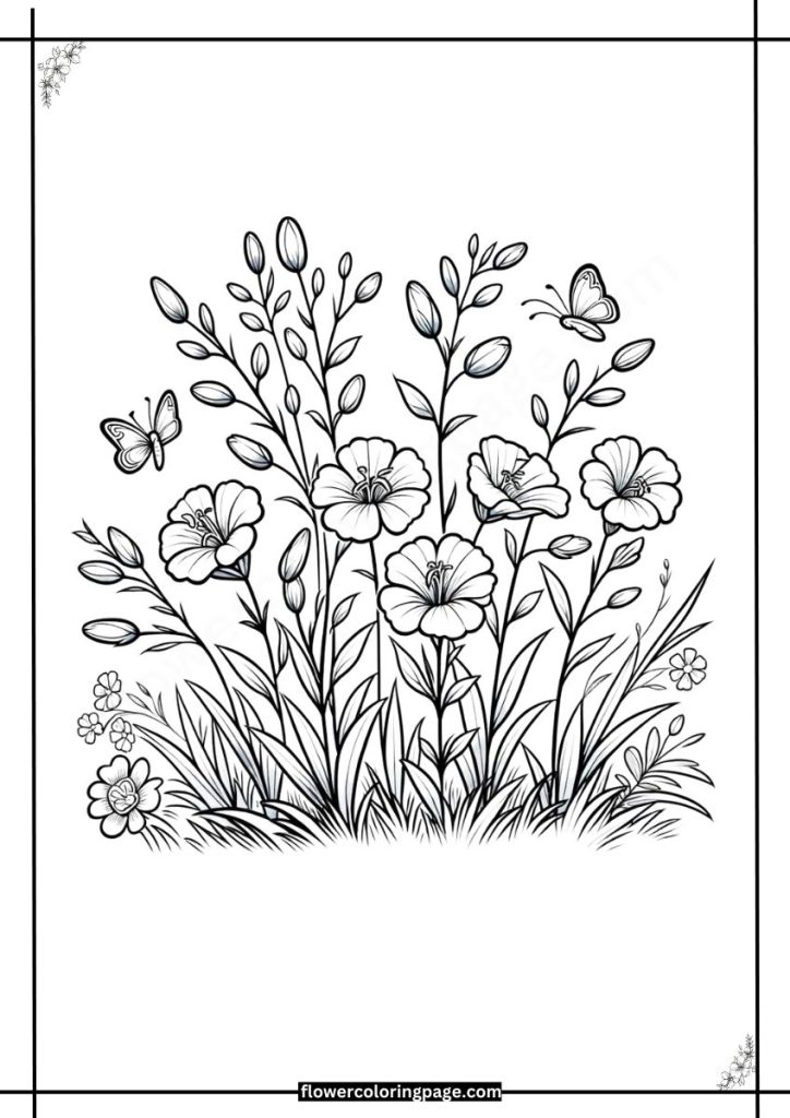 clarkia coloring pages free download