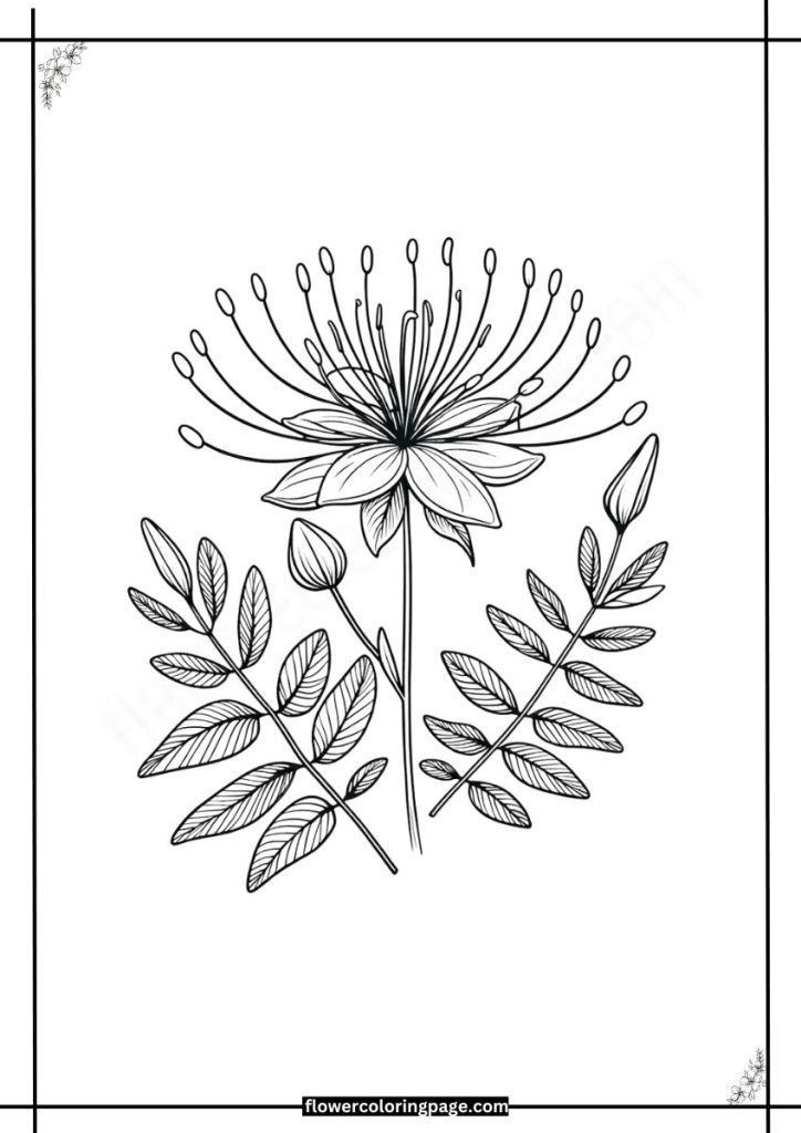 cleome coloring pages