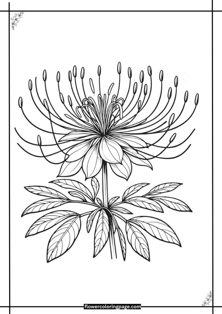 cleome coloring pages free download