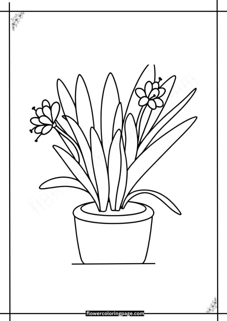 clivia coloring pages