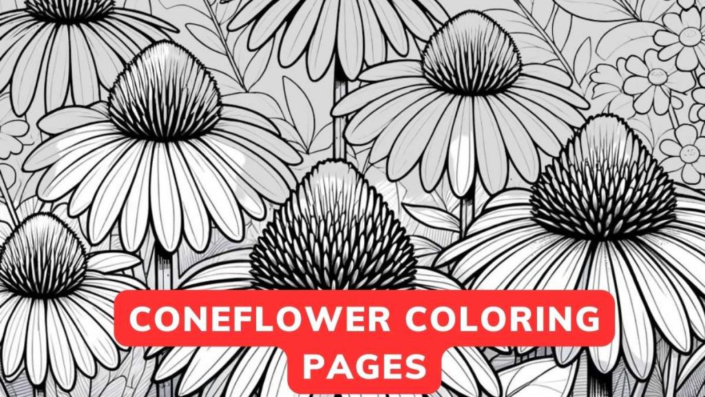 Free Coneflower Coloring Pages Printable PDF - Flower Coloring Page